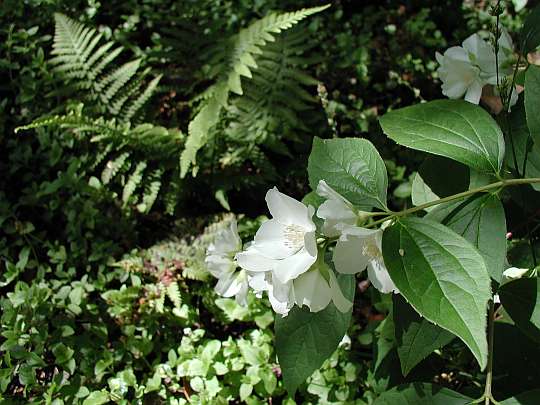 یاس درختی لوویس